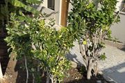 Τhe Noverian Antama, Organic Beach Resort 5* Chania