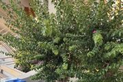 Τhe Noverian Antama, Organic Beach Resort 5* Chania