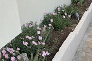 Τhe Noverian Antama, Organic Beach Resort 5* Chania