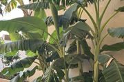 Τhe Noverian Antama, Organic Beach Resort 5* Chania